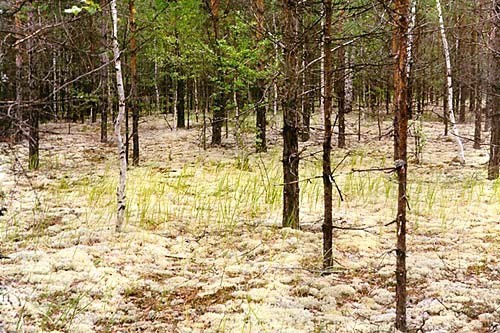 Northern-Ural-forest-2