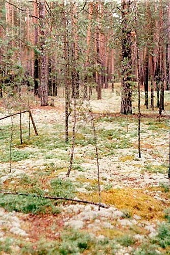 Northern-Ural-forest